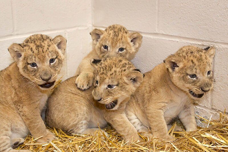 LionsCubs_2014_ReillyMekita.jpg